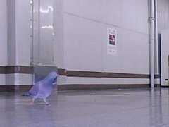 $B1X$K=;$_$D$$$F$$$kH7(B