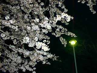 $B?e6dEt$KIb$+$VLk:y(B