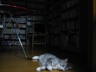 cat in library