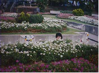 ira-flower-head.jpg (27944 �o�C�g)