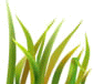 ��