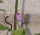 アサガオの開花のようす