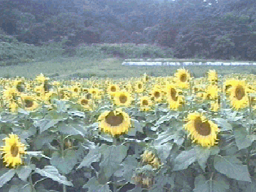 �}���Ђ܂�蔨