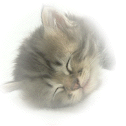 Cat's Eye Presents.....