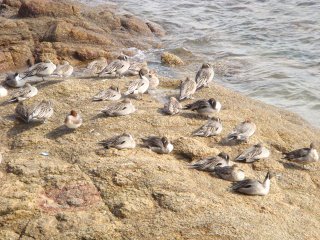 竹島のカモ