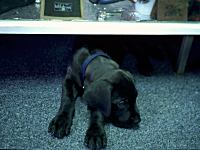 DIESEL