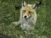 fox Kitakitune
