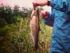 rainbowtrout