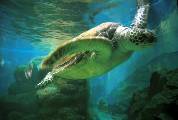 �A�J�E�~�K��