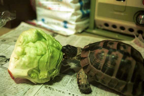 �M���V�����N�K���u�݁v