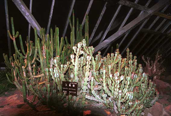 �T�{�e���P