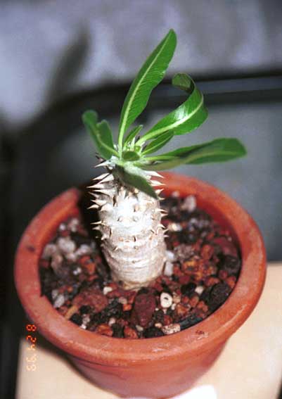 ���y�Y�T�{�e���@�p�L�|�f�B�E��