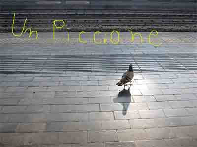 鳩