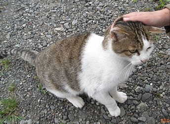 L