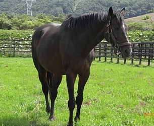 メイショウオウドウ