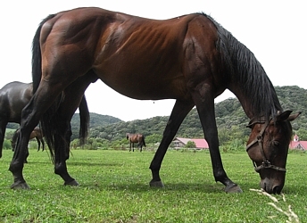 Tj[uCA