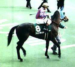 �`���[���b�v�܃A�C���u���C�h