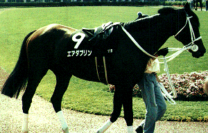 ���g���|���^���p�h�b�N�̃_�u����1