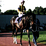 96�e�ԏ܃p�h�b�N�̃_���X�C���U�_�[�N����