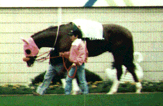 97���s���t�p�h�b�N�̃C�V�m�T���f�[11