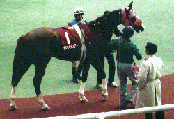 ���t�p�h�b�N�̃C�V�m1