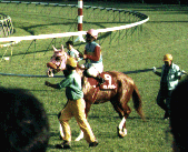 96�Z���g���C�g�L�O�Q�[�g�O�̃C�V�m�T���f�[6