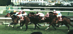 96�Z���g���C�g�L�O�����̃C�V�m�T���f�[1