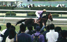 ���t�Ԃ��n�̃}�[�x���X