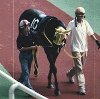 �M�����N�V�[�̃}�R�g���C�f��