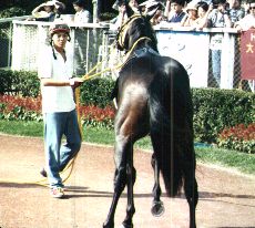 �}�R�g���C�f���p�h�b�N