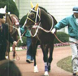 �I�[�X�~�^�C�N�[�����s�L�O�p�h�b�N