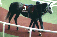 ���t�p�h�b�N�̃p���i�|