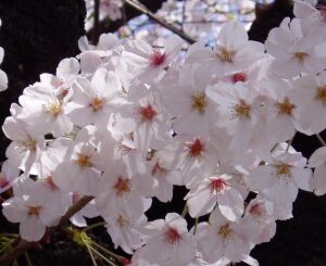 桜は日本の花です