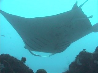 Manta