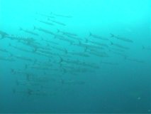 Barracuda
