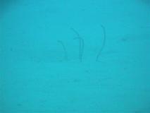 GARDEN EEL