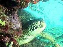 TURTLE
