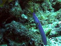 BLUE RIBBON EEL