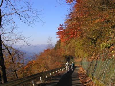 鋸山林道から川苔山方面。