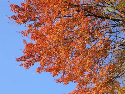 紅葉真っ盛り。