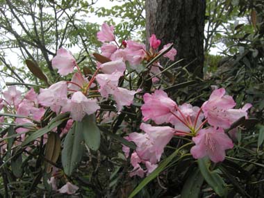 アズマシャクナゲ。