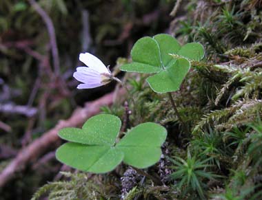 コミヤマカタバミ。