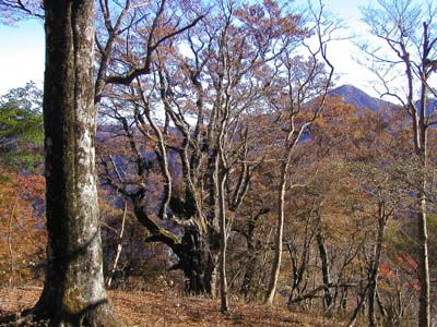 �u�i�т̌������ɕg���x�B