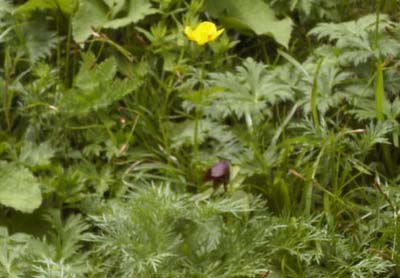 �N�������A�V�i�m�L���o�C