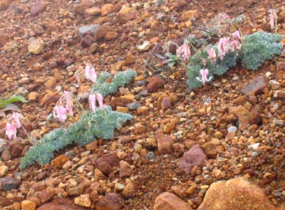 霧のなかのコマクサ