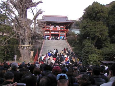 �߉������{�Q�q�B