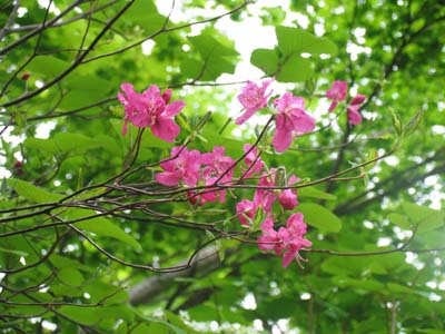 �����T�L���V�I