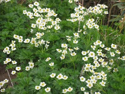 �n�N�T���C�`�Q