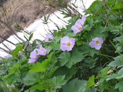 �V���l�A�I�C�B