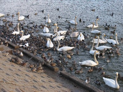 �Ó����̔�������